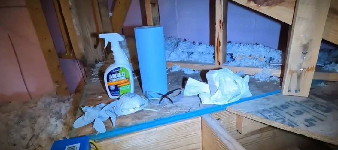 Professional Mold Remediation in Gainesville